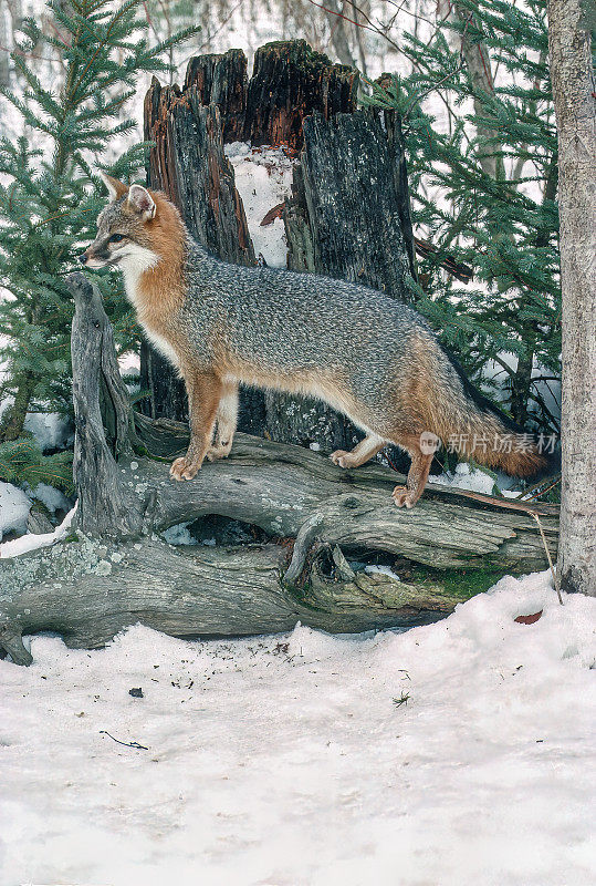 灰狐(学名:Urocyon cinereogenteus)，或灰狐，是犬科杂食性哺乳动物，广泛分布于北美和中美洲。冬天下雪了。Kalispell、蒙大拿。